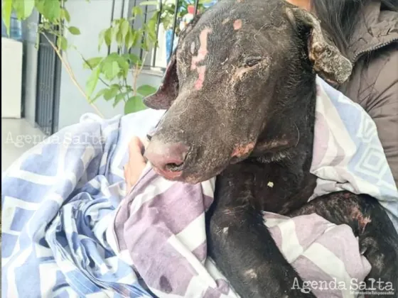 El perrito soporto dos semanas de lucha, pero su cuerpito (quemado en un 50 por ciento) no pudo más.