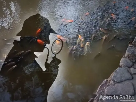 Investigan la muerte de peces en el parque San Martín
