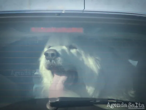 Dejó los perros encerrados en el auto con 33 grados para ver la Selección y fallecieron