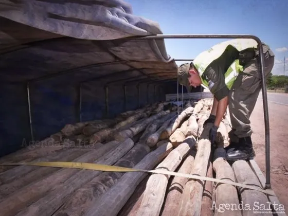 Atrapado con más de 700 postes de madera de palo santo