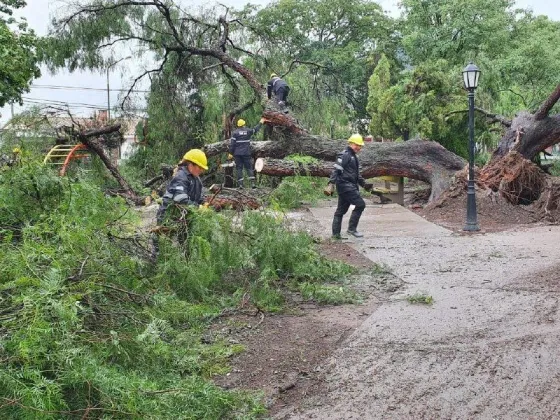 Realizaron múltiples intervenciones a causa de las condiciones climáticas en la ciudad  