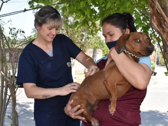 El municipio castró a más de 15 mil animales y vacunó 27 mil en el 2022