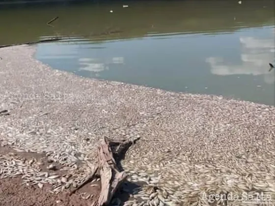 MIles de peces aparecieron muertos en el norte de Salta